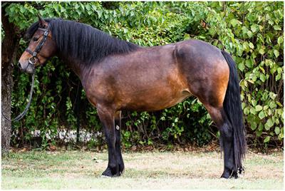 Fecal microbiota characterization of an Italian local horse breed